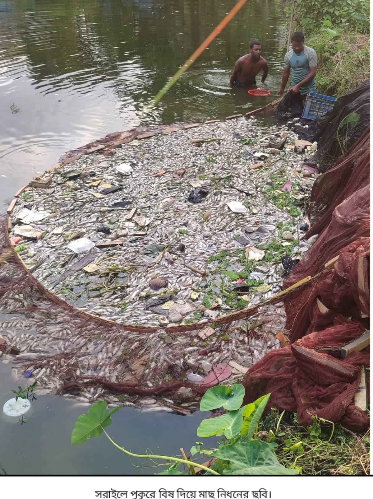 সরাইলে পুকুরে বিষ প্রয়োগে মাছ নিধনের অভিযোগ
